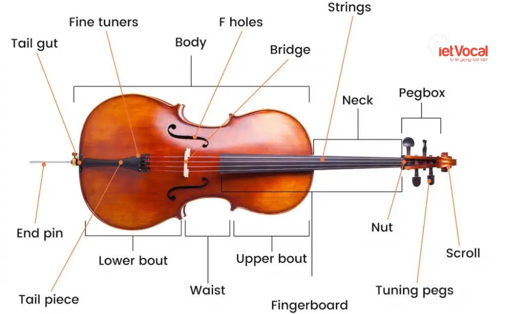 tim-hieu-ve-dan-cello-2